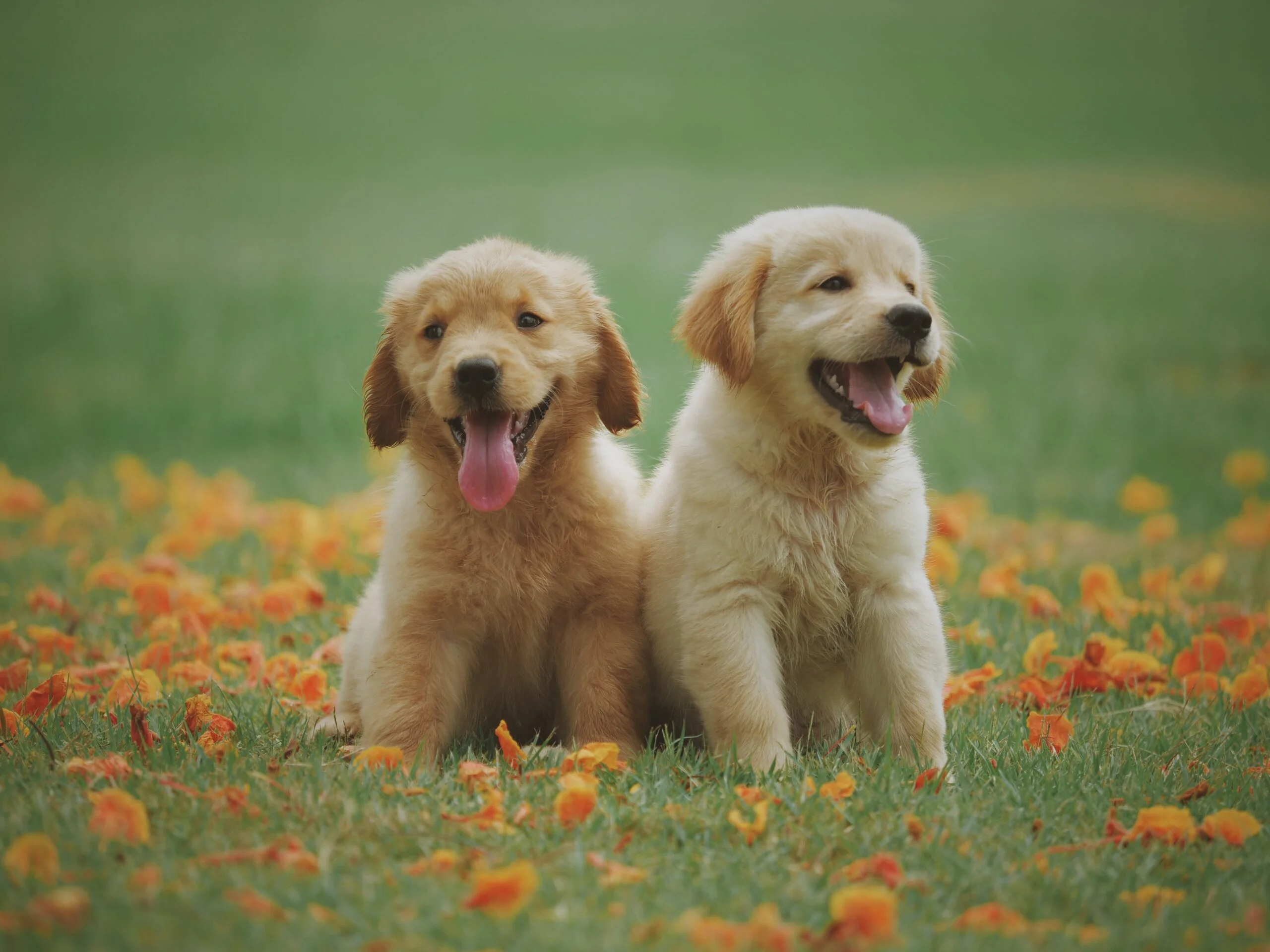 Two brown cute puppies with their tongues out on a flowery lawn